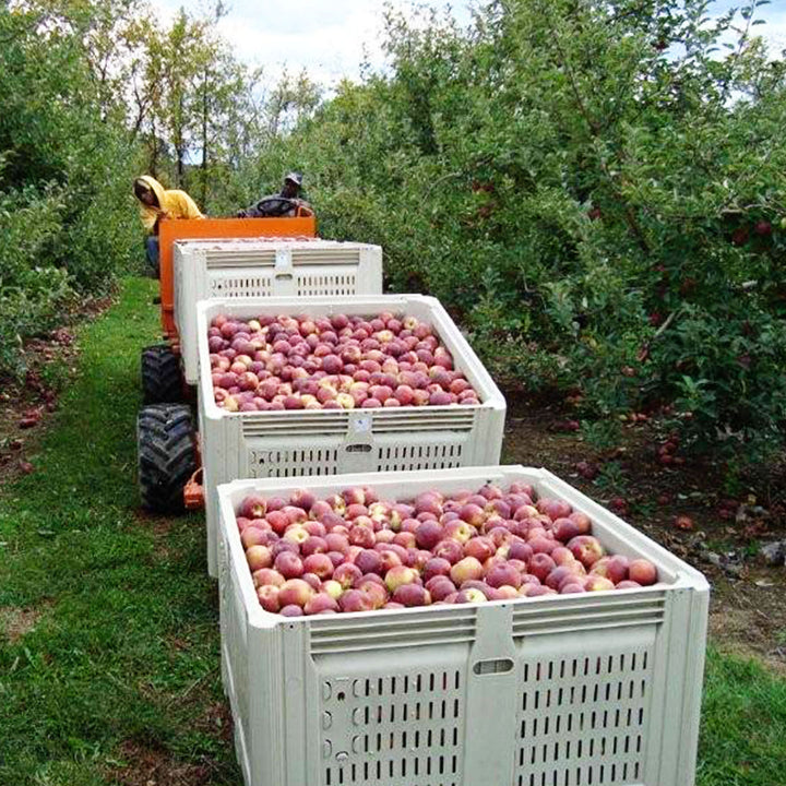 macrobin-32-harvest-bins-apple-harvest