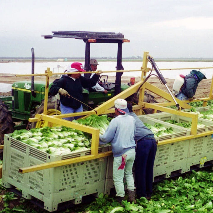 shuttle-bin-330-romaine-harvest