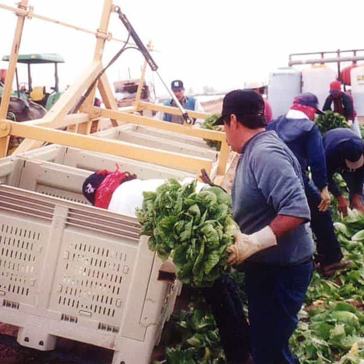 shuttlebin-collapsible-harvest-bin-romaine-harvest