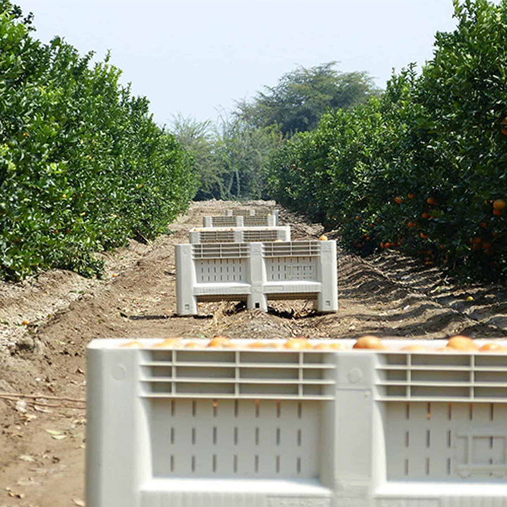 47x47x21 vented agricultural bins sit in a row between orange trees during harvest.