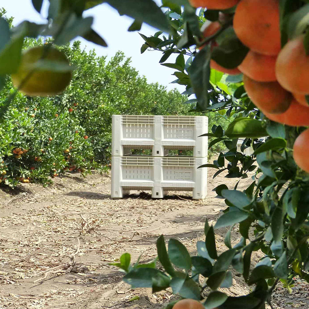 Harvest bins stacked two high between rows of orange trees during harvest.