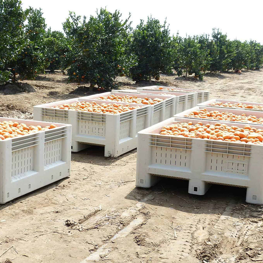 Plastic agricultural bins filled with oranges during harvest.