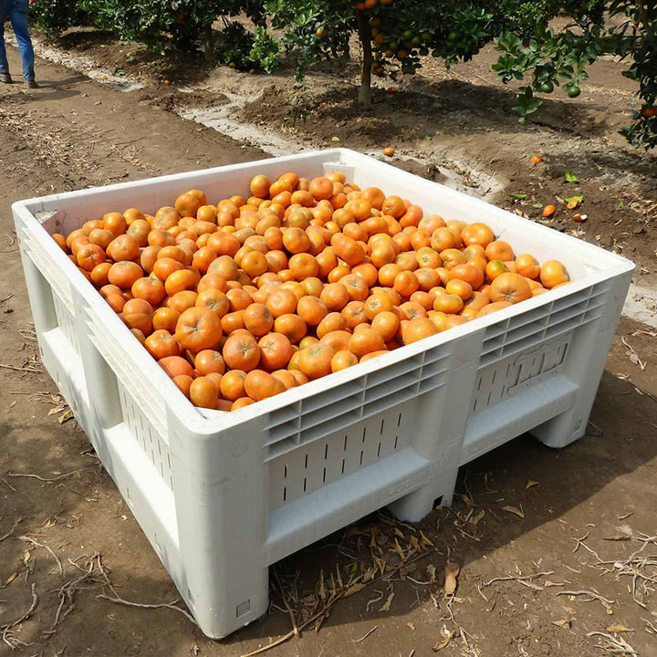 Agriculture bin with vented side walls filled with oranges. The harvest bin sits in the middle of orange trees and is ideal for harvesting.