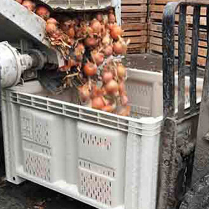 Plastic harvest bin with vented sides being used during onion harvest.