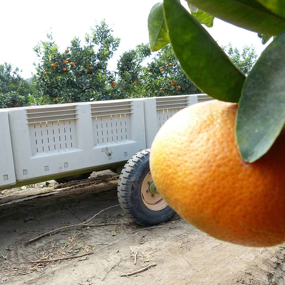 Trailer in the middle of orange trees filled with plastic harvest bins during orange harvest.