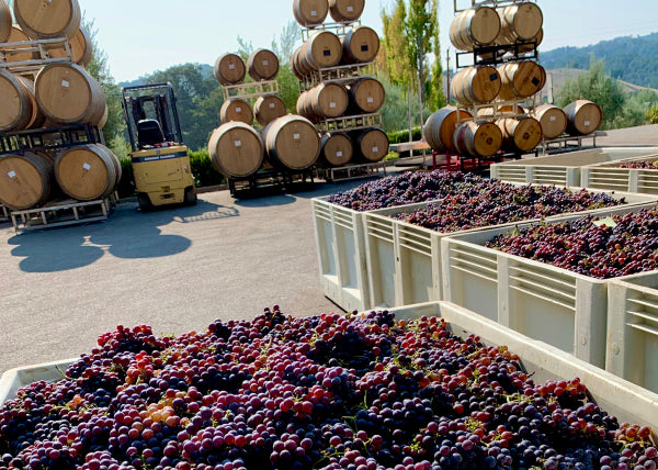 winemaking